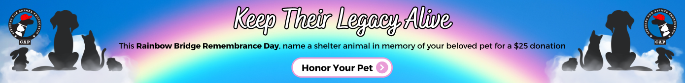 Rainbow Bridge Remembrance Day