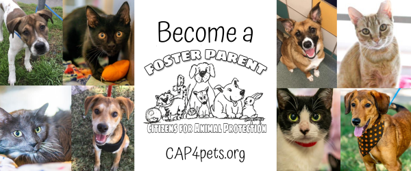 Become a Foster Parent for Citizens for Animal Protection!